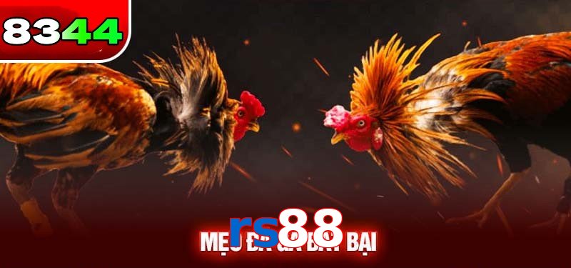 Đá gà rs88 có sức hấp dẫn