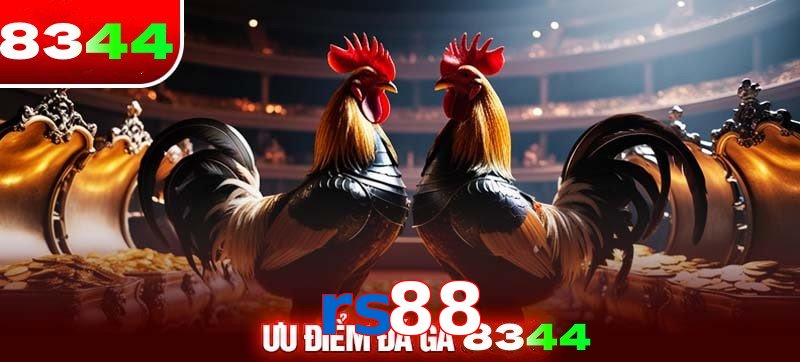 Thể loại đá gà rs88 được ưa chuộng 